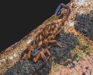 Macro shot of a tityus scorpion carrying its babies on its back - obrazy, fototapety, plakaty