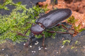 Macro shot of a dark brown beetle on a forest floor