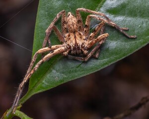 Macro shot of a huntsman spider on a green leaf surface