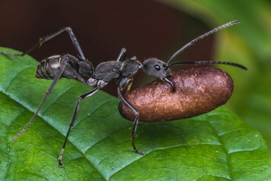 Macro shot of a polyrhachis ant carrying food on a leaf