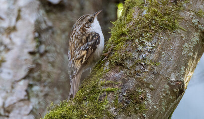 Tree cripeer (Certhia familiaris) closeup with fuzzy background
