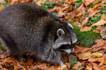 Closeup of Guadeloupe raccoon walking on colorful autumn leaves with blurred background