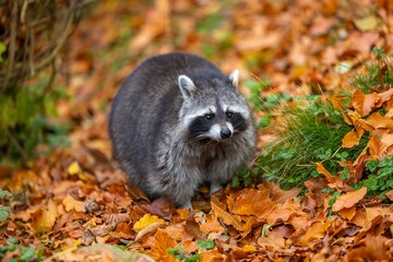 Closeup of Guadeloupe raccoon walking on colorful autumn leaves with blurred background