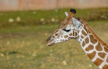 Nubian giraffe head against yellowing grass blurred background
