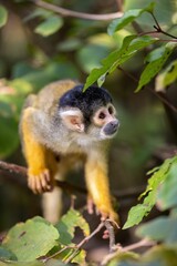 Naklejka na ściany i meble Closeup of a black-capped squirrel monkey standing on a tree branch, green leaves blurred background
