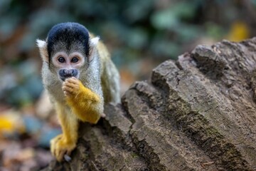 Closeup of a black-capped squirrel monkey on a tree trunk with autumn leaves blurred background