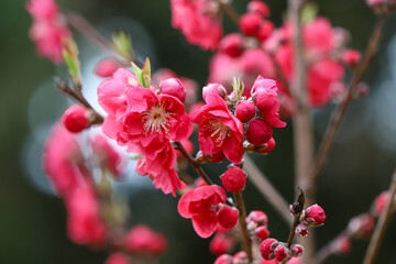 真っ赤な木瓜の花