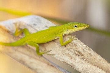 A green anole (Anolis carolinensis) lizard in Florida's Edward W. Chance Reserve — Coker Prairie Tract