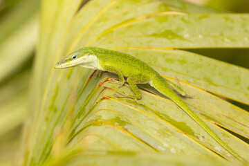 A green anole (Anolis carolinensis) lizard in Florida's Edward W. Chance Reserve — Coker Prairie Tract