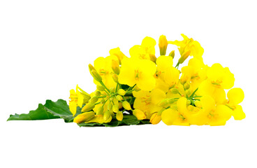 Mustard Flower blossom, yellow flowers