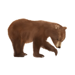 baby brown bear with style hand drawn digital painting illustration