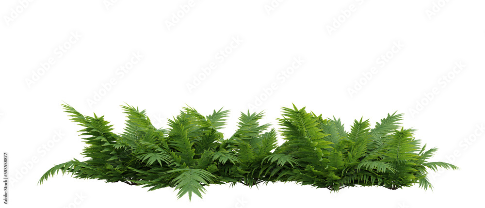 Poster fern isolated on transparent background.3d rendering png set