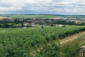 The grape field in France
