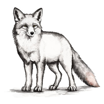 fox with style hand drawn digital painting illustration