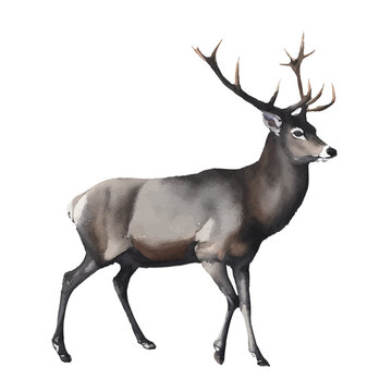 deer with style hand drawn digital painting illustration