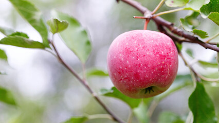 an apple on a branch in the garden