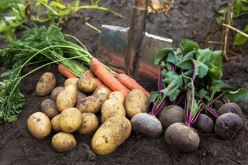 Autumn harvest of organic vegetables on soil in garden. Freshly harvested carrot, beetroot and...