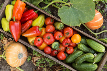 Fresh vegetables harvest in wooden box. Organic pepper, cucumber, freshly harvested tomato on garden bed with pumpkin
