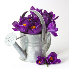 crocus flowers in a watering can on white background