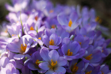 crocus flowers in the garden -  spring flowers