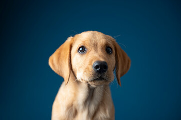 Studio shot portrait of an adorable golden labrador retriever puppy