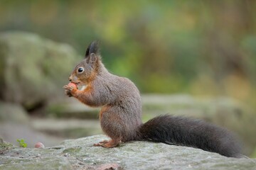 Naklejka na ściany i meble Closeup of a cute squirrel on a stone eating a nut