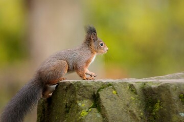 Closeup of a cute squirrel on a stone with blurred background
