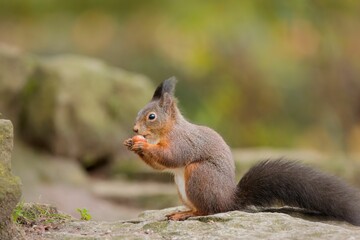 Naklejka na ściany i meble Closeup of a cute squirrel on a stone eating a nut