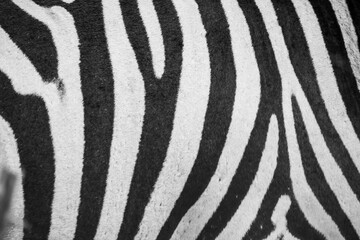 Closeup of the skin of a zebra in the Kruger national park in South Africa