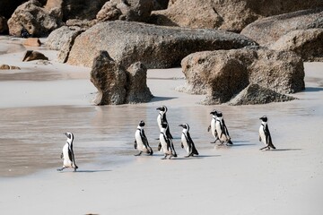 Beautiful view of cute and unique african penguins walking at the Boulders Beach near the Cape Town