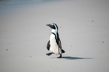 Obraz premium Beautiful view of a cute and unique african penguin walking at the Boulders Beach near the Cape Town