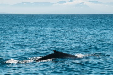 Beautiful view of a huge humpback of the whale in Falsebay near the Cape Town