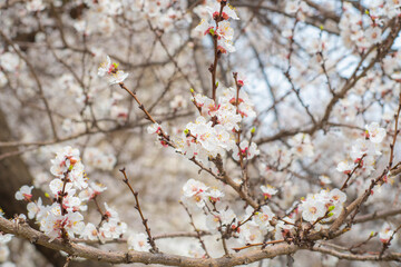 Close-up of light pink cherry flowers. The fruit tree blossoms in spring. Gentle background on the theme of warm weather.