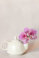 Obraz na płótnie Canvas White ceramic teapot teapot with orchid on a white background.