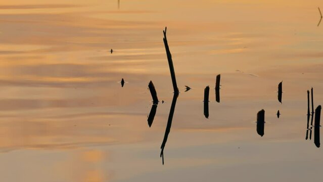 Colorful sunset reflection on water at a lake during sunset. Slow motion waves.