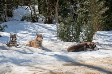 Husky dogs for mushing on snow Espierba Huesca Aragon Spain  snowy peaks and winter sports in Pineta valley.