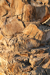 the trunk of a palm tree as a background. palm texture
