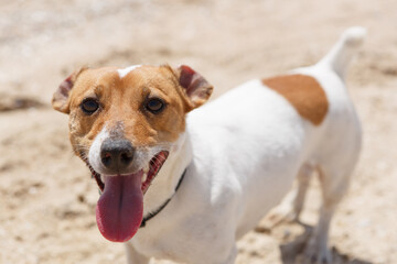 Portrait of cute brown Jack Russell terrier heavy breathing with pink tongue sticking out. Playful pet on the beach