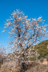 Fototapeta premium Almond trees in blossom fields in Teruel Aragon Spain