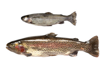 Freshwater fish. rainbow trout (Oncorhynchus mykiss).