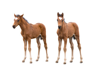 two brown thoroughbred foal isolated on white