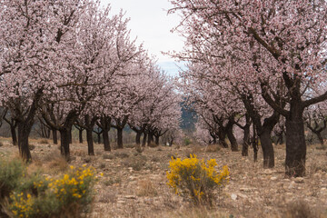 Almond trees in blossom fields in Teruel Aragon Spain