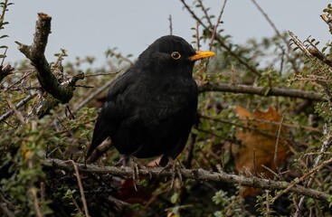 Blackbird perching on branch