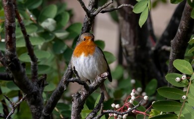 Fototapeta premium Robin perching on tree branch