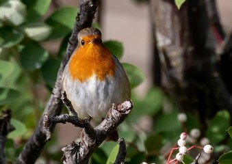 Robin perching on tree branch