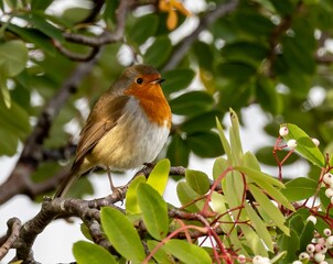 Robin perching on tree branch