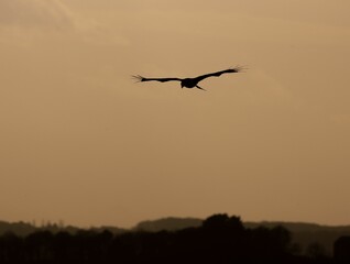 Bird silhouette flying over sky at sunset, tree silhouettes background