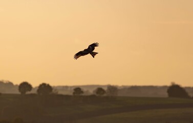 Bird silhouette flying over sky at sunset, landscape view background
