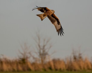 Low-angle of a red kite flying over clear sky background