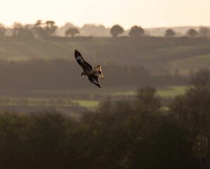 Bird silhouette flying over sky at sunset, landscape view background